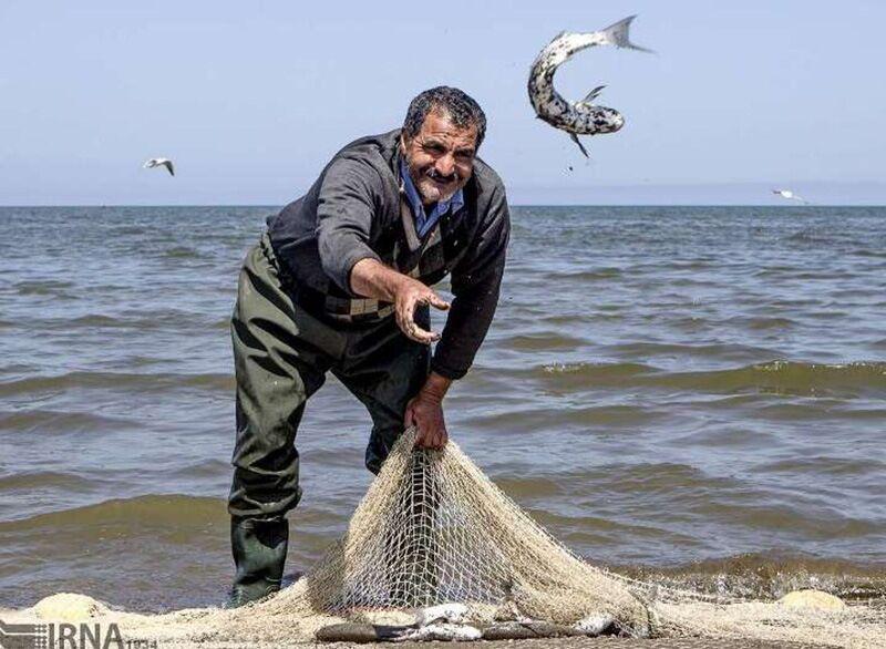 خبرنگاران صید ماهی استخوانی در گلستانی 24 درصد بیشتر شد خبرنگاران صید ماهی استخوانی در گلستانی 24 درصد بیشتر شد