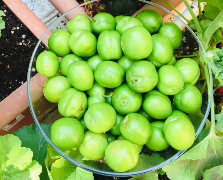 چه کسانی نباید گوجه سبز بخورند؟ چه کسانی نباید گوجه سبز بخورند؟