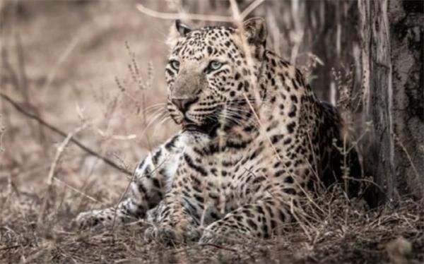 مرگ کودک 5 ساله به وسیله پلنگ