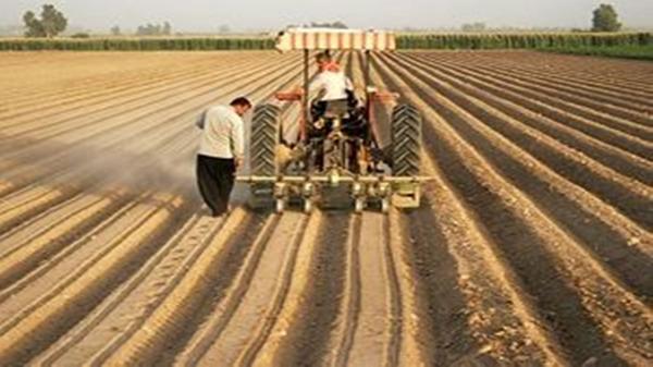 آغاز برداشت کنجد از زمین های کشاورزی هرمزگان شروع برداشت کنجد از زمین های کشاورزی هرمزگان
