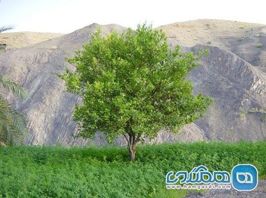 تنگه فنوج یکی از جاذبه های گردشگری سیستان و بلوچستان است تنگه فنوج یکی از جاذبه های گردشگری سیستان و بلوچستان است