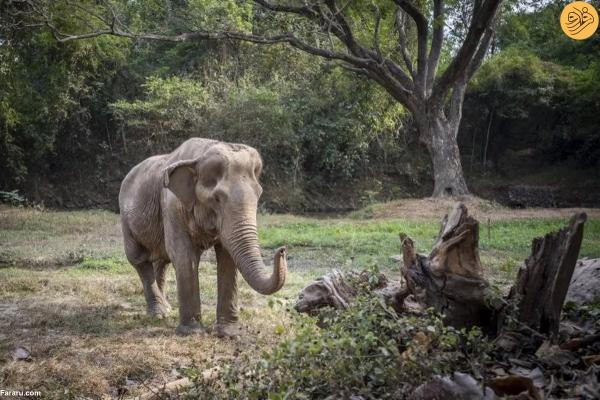 تصویری دلخراش از فیل 71 ساله