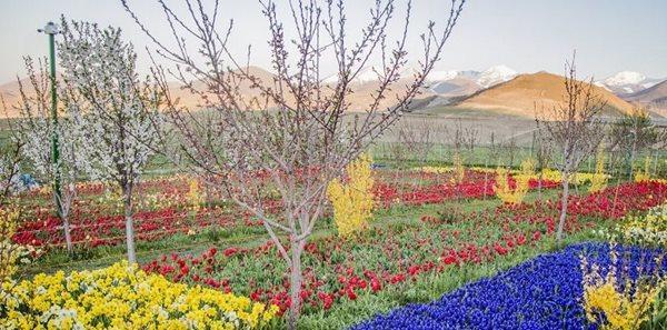 فرصت بازدید از مزرعه لاله در روستای اسپره خون تبریز را از فرصت بازدید از مزرعه لاله در روستای اسپره خون تبریز را از دست ندهید