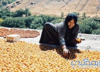 جشنواره آلوی ملحمدره در تقویم رویدادهای گردشگری ثبت می شود